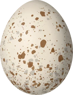 Illustration of a Virginia Rail (Rallus limicola) egg, 32 × 24.5 mm