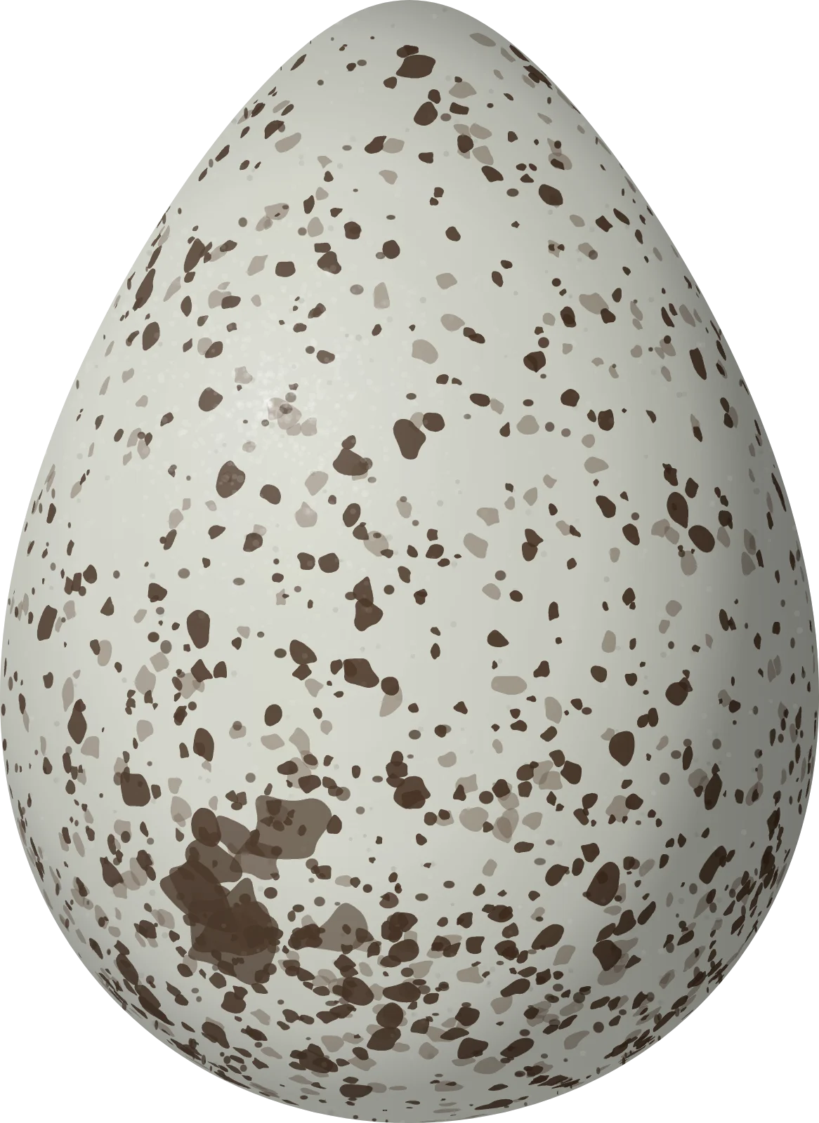 Illustration of a Wandering Tattler (Tringa incana) egg, 43.9 × 31.98 mm