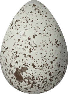 Wandering Tattler egg, 43.9 × 31.98 mm