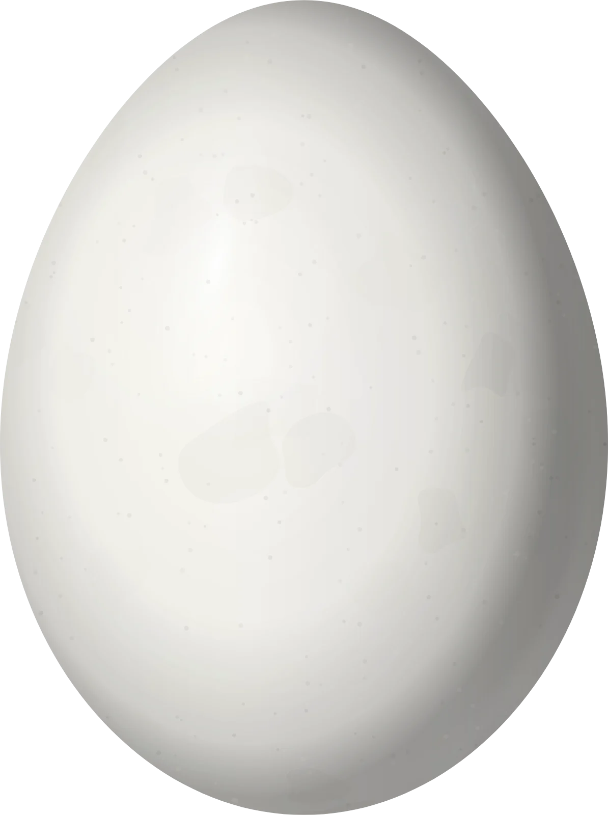Illustration of a West Indian Woodpecker (Melanerpes superciliaris) egg, 27.6 × 20.6 mm