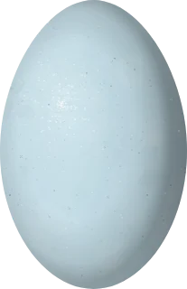 Western Grebe egg, 58 × 37.5 mm