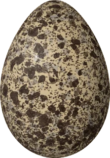 Illustration of a Western Gull (Larus occidentalis) egg, 72.4 × 50.4 mm