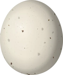 Whiskered Screech-Owl egg, 33 × 27.6 mm