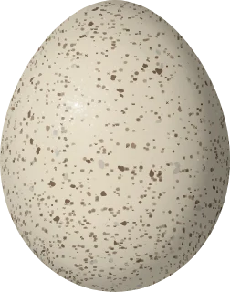 Illustration of a Whistling Heron (Syrigma sibilatrix) egg, 46.3 × 36.5 mm