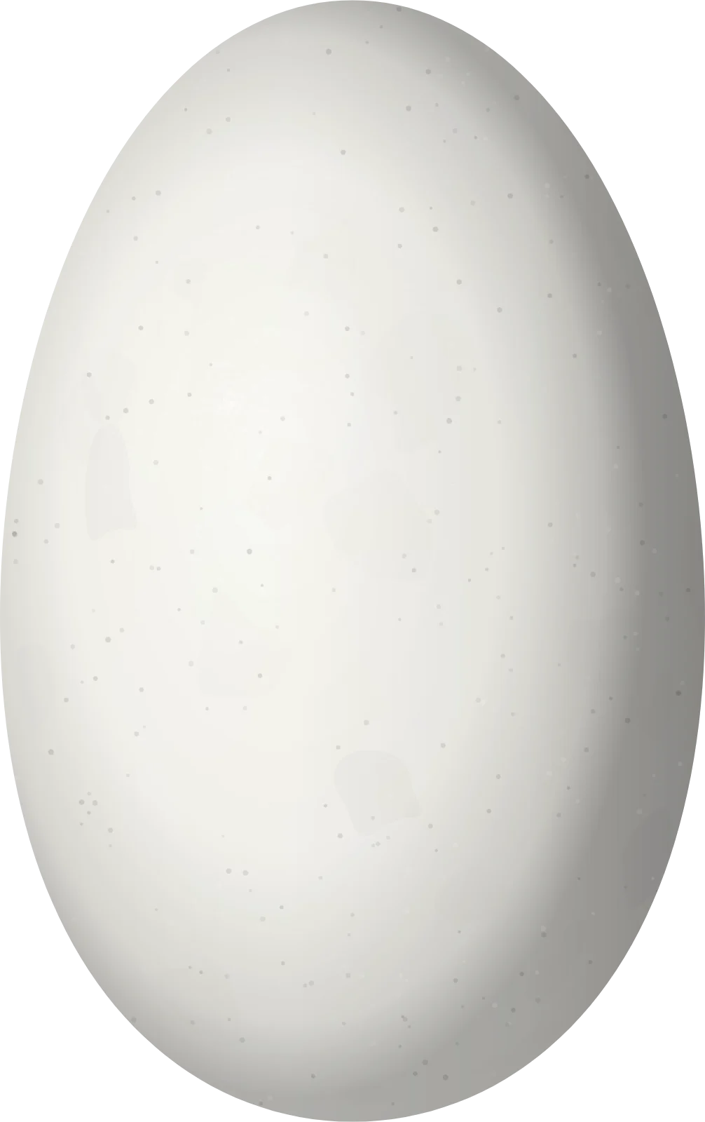 Illustration of a White-bellied Woodstar (Chaetocercus mulsant) egg, 12.4 × 7.8 mm