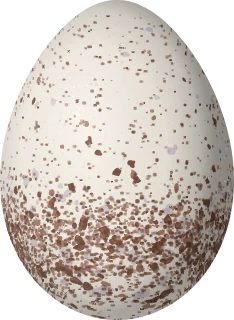 Illustration of a White-bellied Wren (Uropsila leucogastra) egg, 20.4 × 14.9 mm