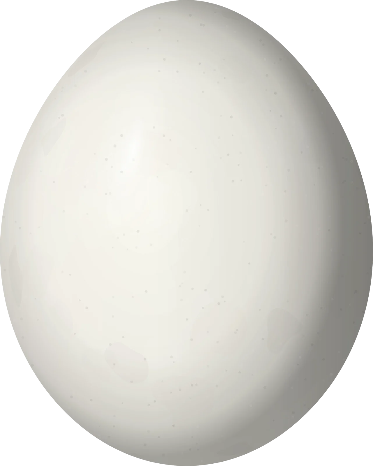 Illustration of a White-chested Puffbird (Malacoptila fusca) egg, 27.6 × 22.1 mm