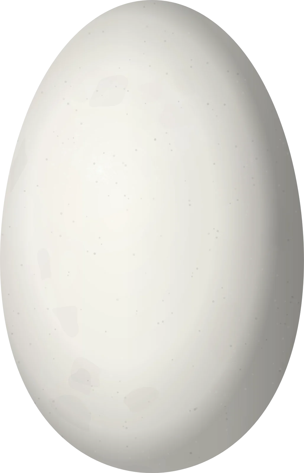 Illustration of a White-chested Swift (Cypseloides lemosi) egg, 28 × 18 mm