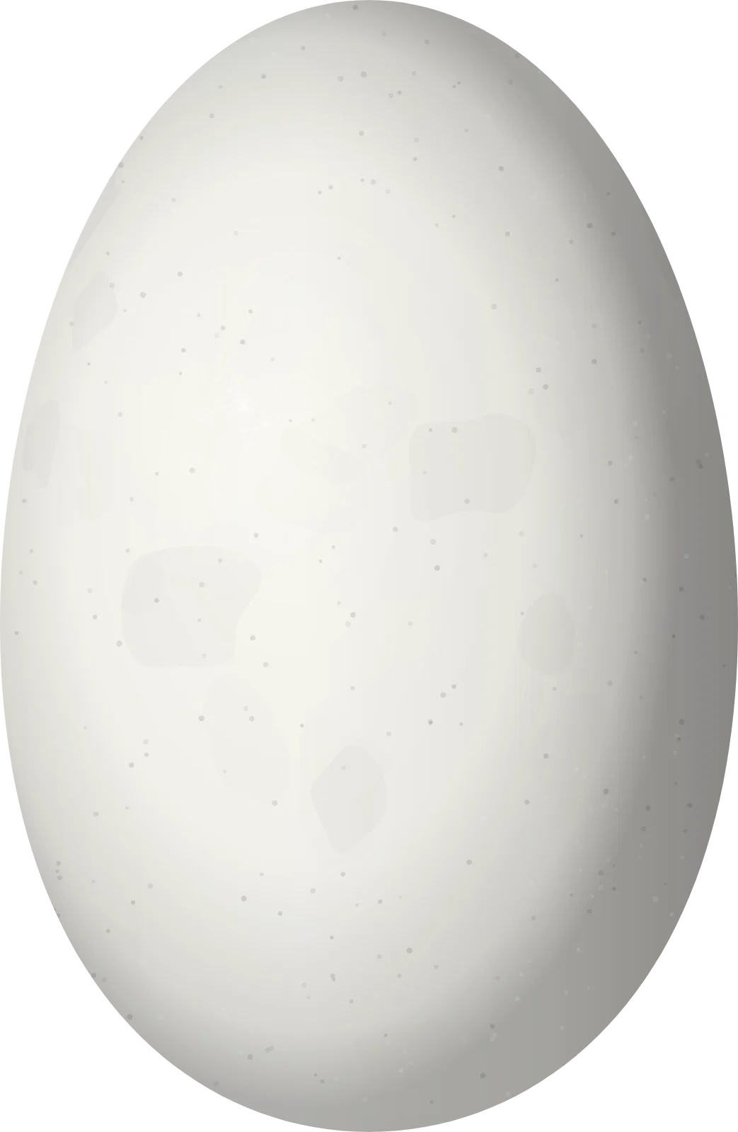 Illustration of a White-chinned Sapphire (Chlorestes cyanus) egg, 13.5 × 8.8 mm