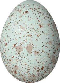 White-crowned Sparrow egg, 21.5 × 15.6 mm