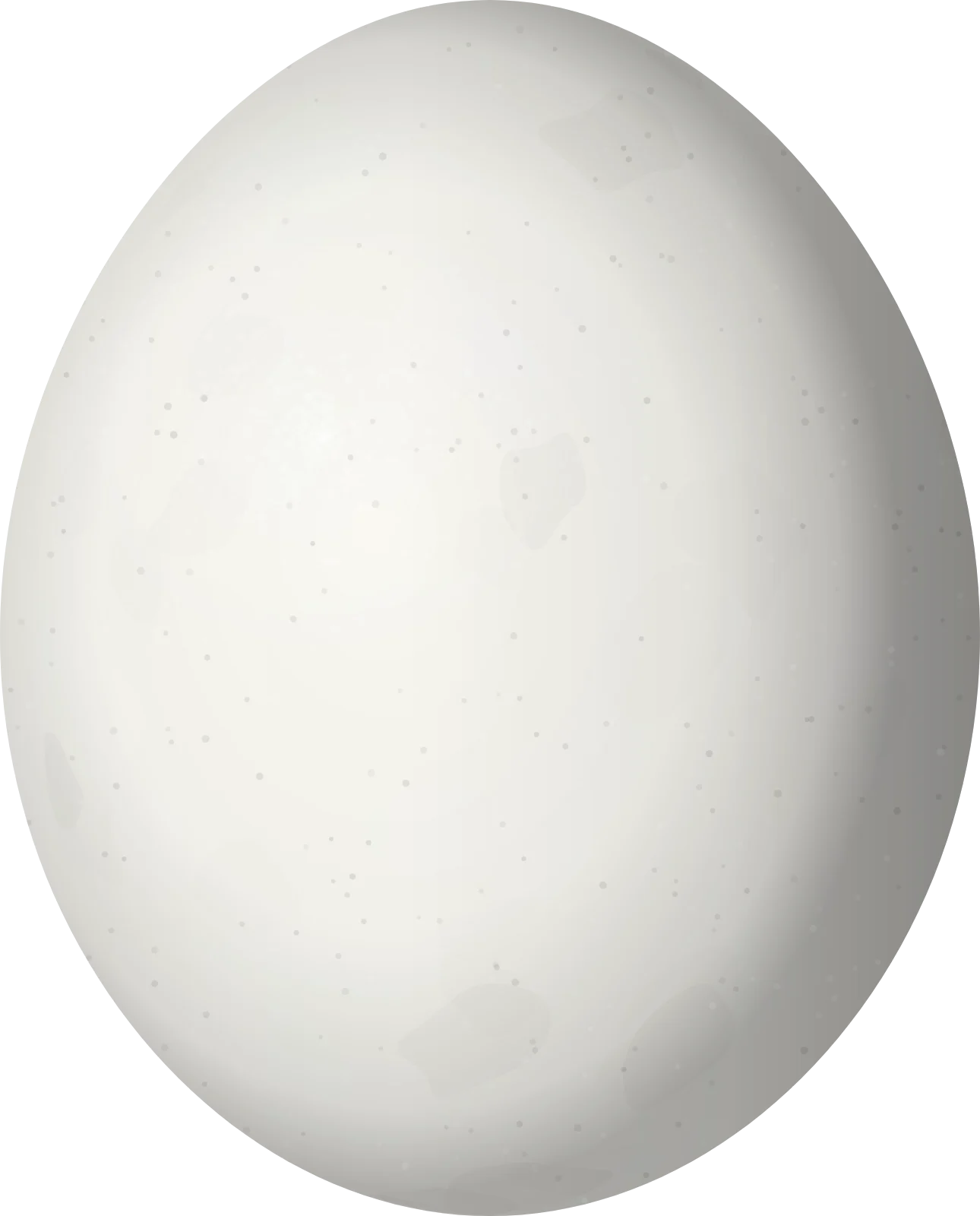 Illustration of a White-eyed Parakeet (Psittacara leucophthalmus) egg, 31 × 25 mm