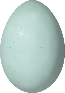 White-faced Ibis egg, 51.5 × 36 mm