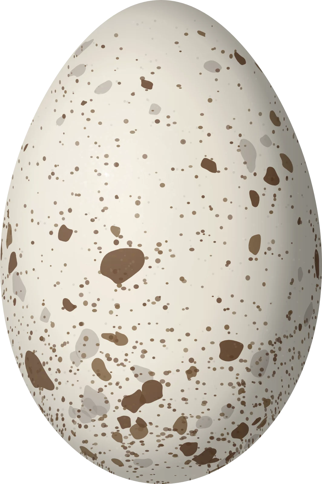 Illustration of a White Ibis (Eudocimus albus) egg, 57.6 × 38.3 mm