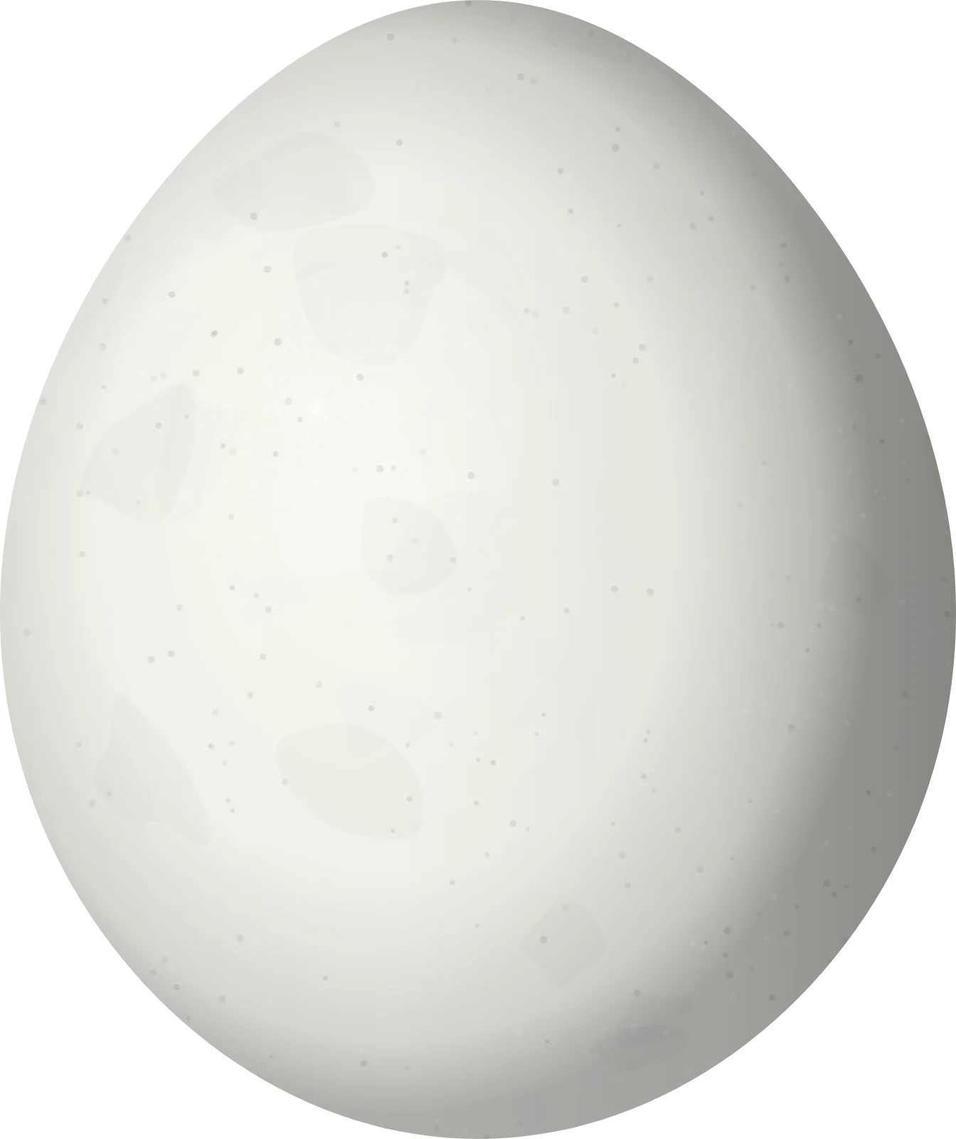 Illustration of a White-necked Puffbird (Notharchus hyperrhynchus) egg, 25 × 21 mm