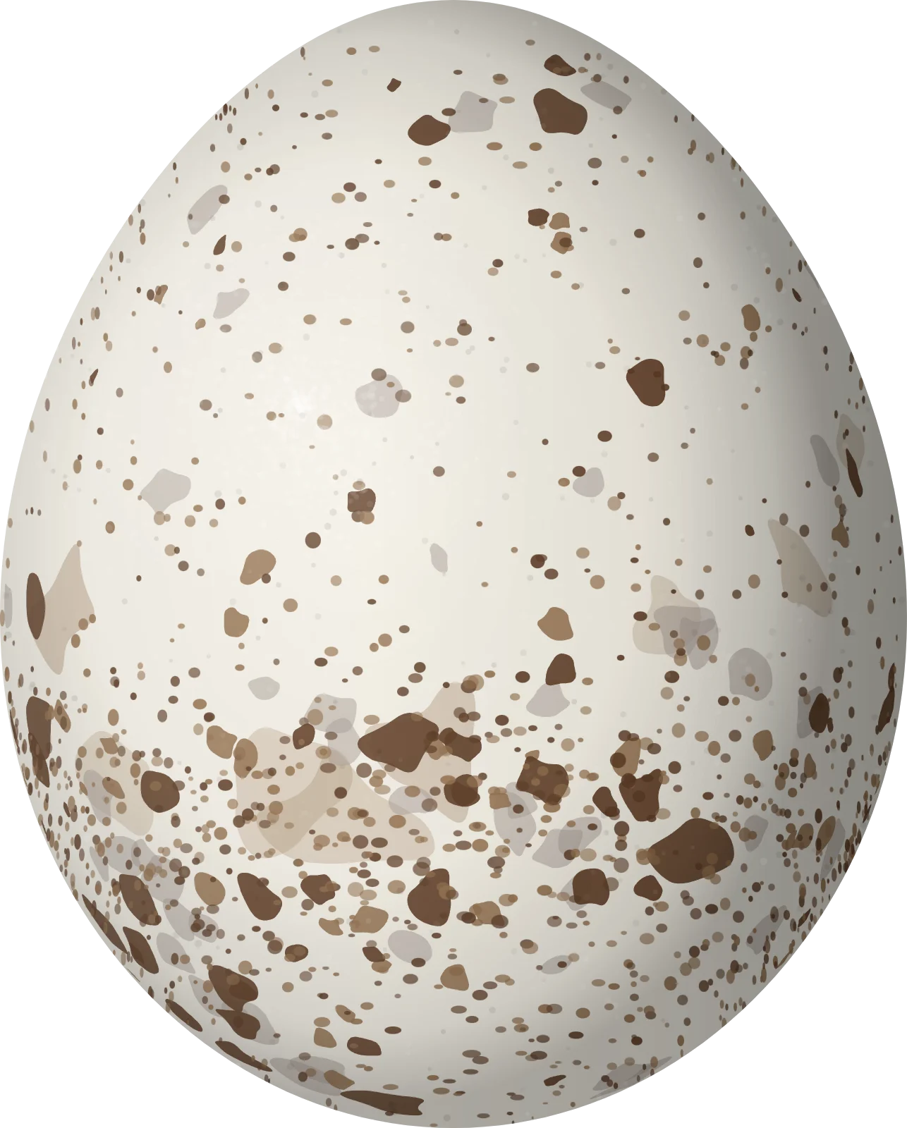 Illustration of a White-rumped Hawk (Parabuteo leucorrhous) egg, 44.9 × 36.1 mm