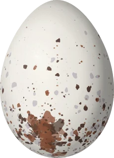 Illustration of a White-throated Seedeater (Sporophila albogularis) egg, 17.4 × 12.5 mm