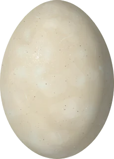 Illustration of a White-tufted Grebe (Rollandia rolland) egg, 38.7 × 27.8 mm