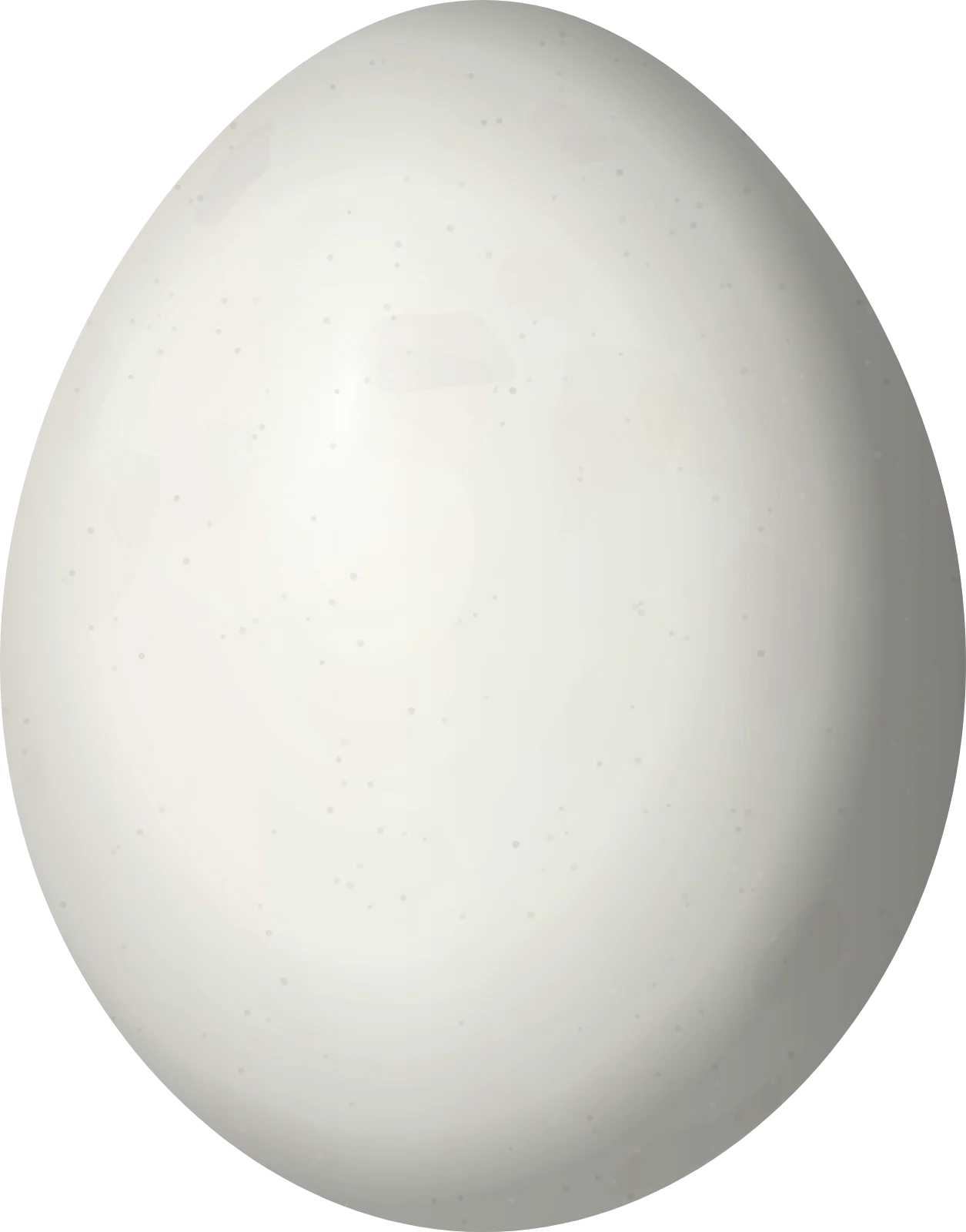 Illustration of a White-whiskered Puffbird (Malacoptila panamensis) egg, 27.8 × 21.8 mm