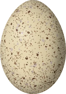 Illustration of a White-winged Coot (Fulica leucoptera) egg, 48.79 × 34.12 mm