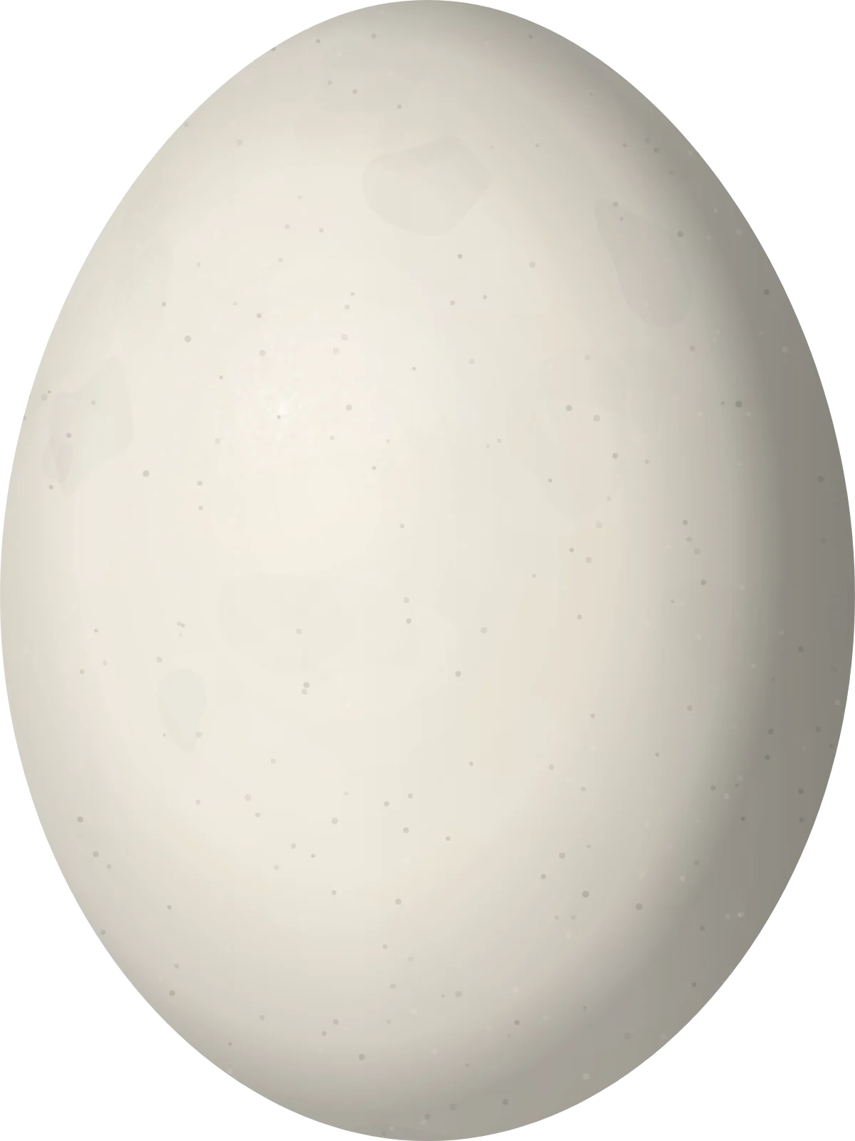 Illustration of a White-winged Dove (Zenaida asiatica) egg, 31.1 × 23.3 mm
