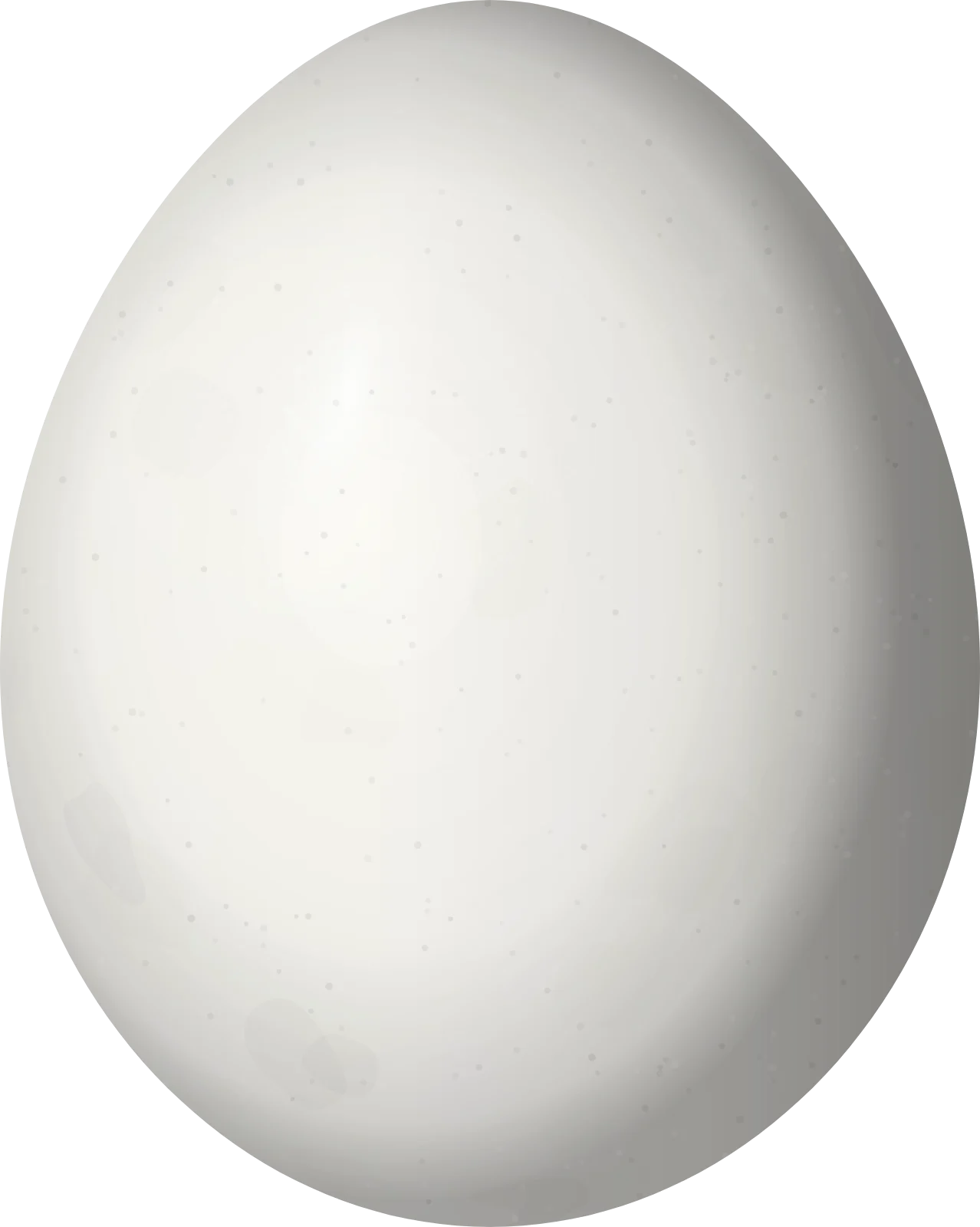 Illustration of a White Woodpecker (Melanerpes candidus) egg, 30.3 × 24.2 mm