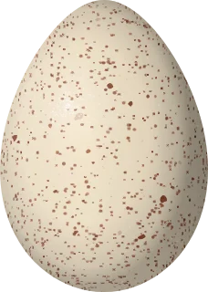 Wild Turkey egg, 62.6 × 44.6 mm