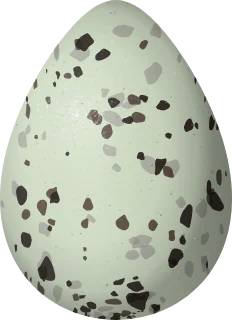 Willet egg, 52.5 × 38 mm