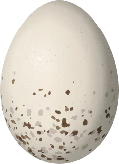 Willow Flycatcher egg, 18.54 × 13.46 mm