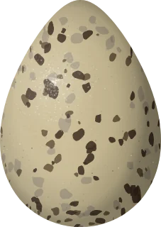 Wilson's Phalarope egg, 33 × 23.4 mm