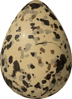 Wilson's Snipe egg, 38.6 × 28.1 mm
