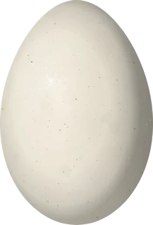 Wood Stork egg, 67.9 × 46 mm