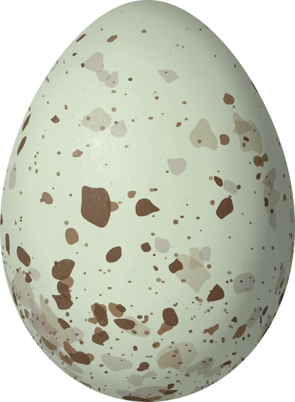 Illustration of a Woodhouse's Scrub-Jay (Aphelocoma woodhouseii) egg, 27.8 × 20.4 mm
