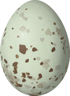 Woodhouse's Scrub-Jay egg, 27.8 × 20.4 mm