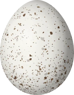 Worm-eating Warbler egg, 17.4 × 13.6 mm