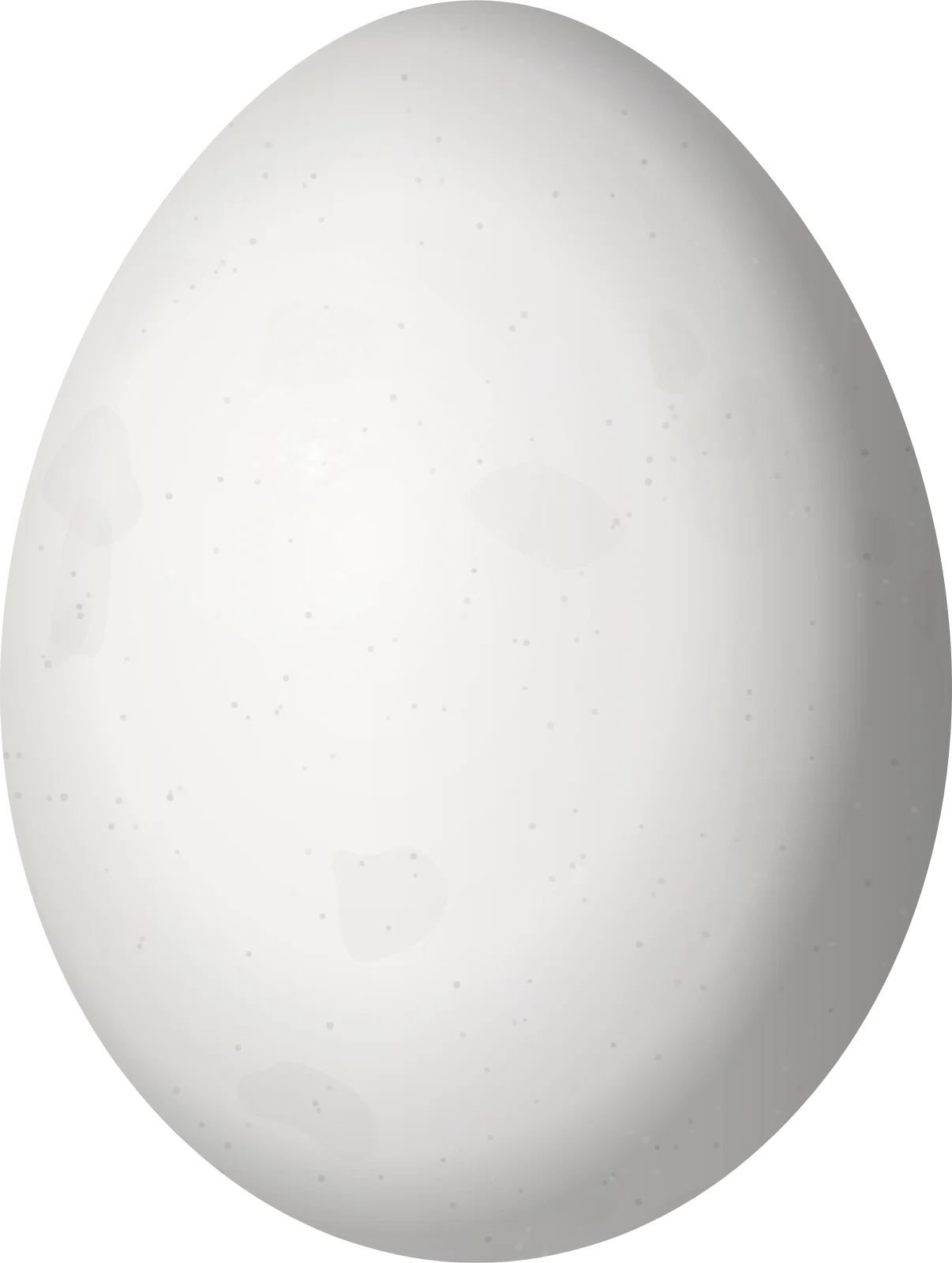 Illustration of a Yellow-bellied Sapsucker (Sphyrapicus varius) egg, 22.44 × 16.92 mm