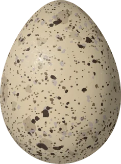 Illustration of a Yellow-billed Tern (Sternula superciliaris) egg, 31.98 × 23.72 mm