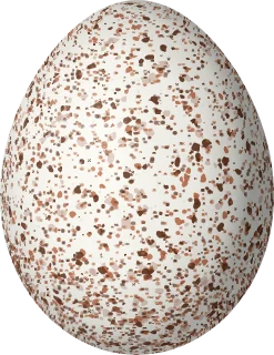 Yellow-breasted Chat egg, 21.9 × 16.9 mm