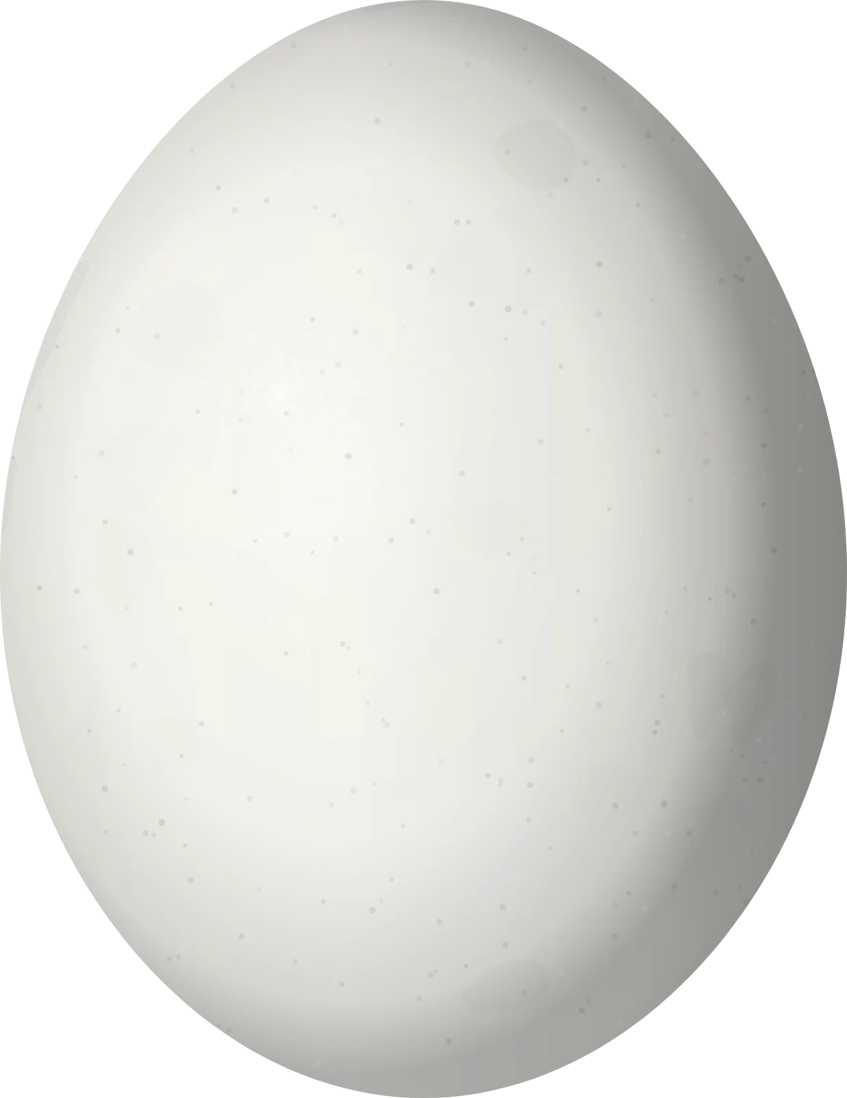 Illustration of a Yellow-crowned Amazon (Amazona ochrocephala) egg, 35 × 27 mm