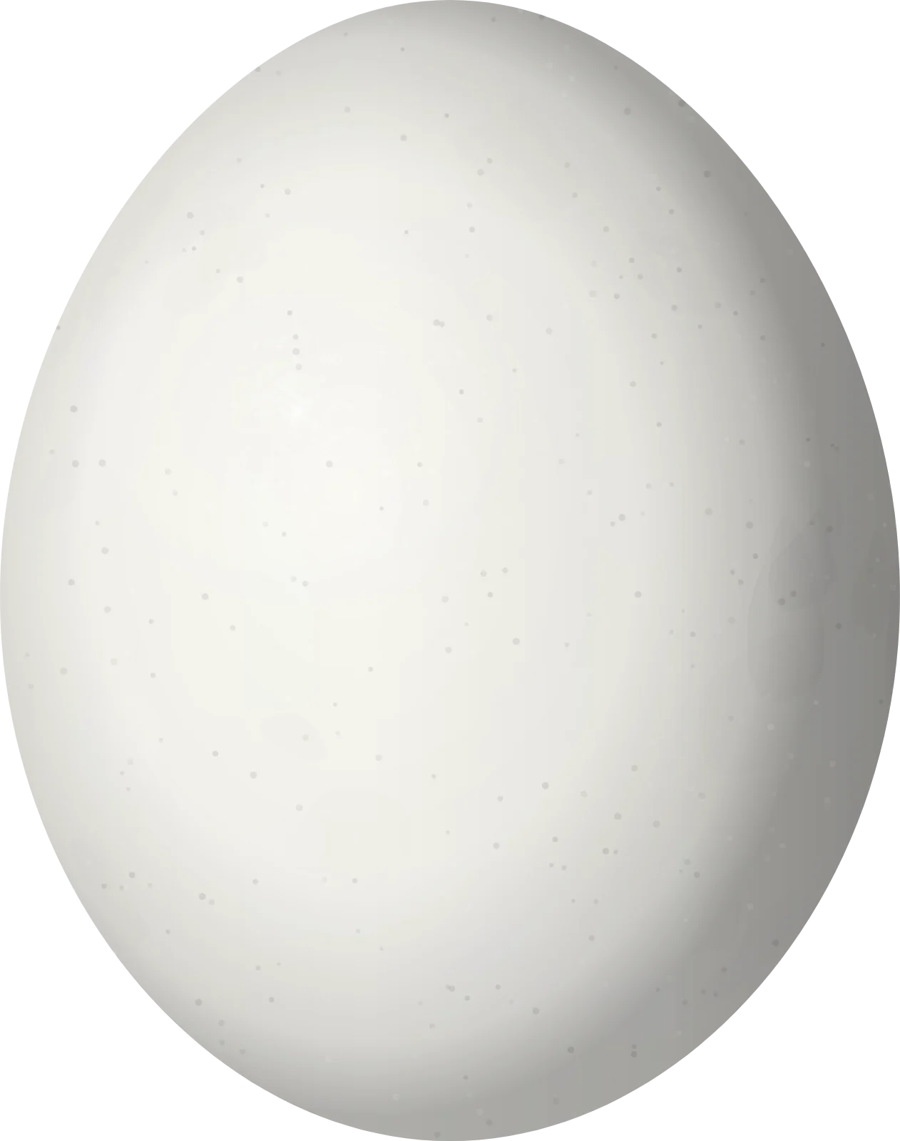Illustration of a Yellow-eared Parrot (Ognorhynchus icterotis) egg, 31.7 × 25 mm