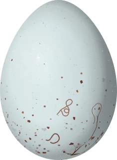 Illustration of a Yellow-faced Siskin (Spinus yarrellii) egg, 16.9 × 12.4 mm