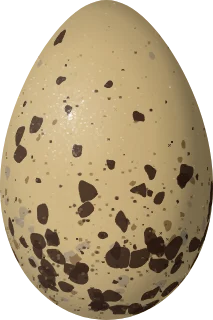 Illustration of a Yellow-footed Gull (Larus livens) egg, 72.36 × 48.15 mm