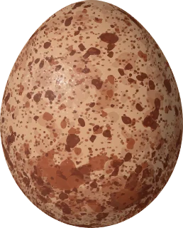 Illustration of a Yellow-headed Caracara (Daptrius chimachima) egg, 43.2 × 34.8 mm