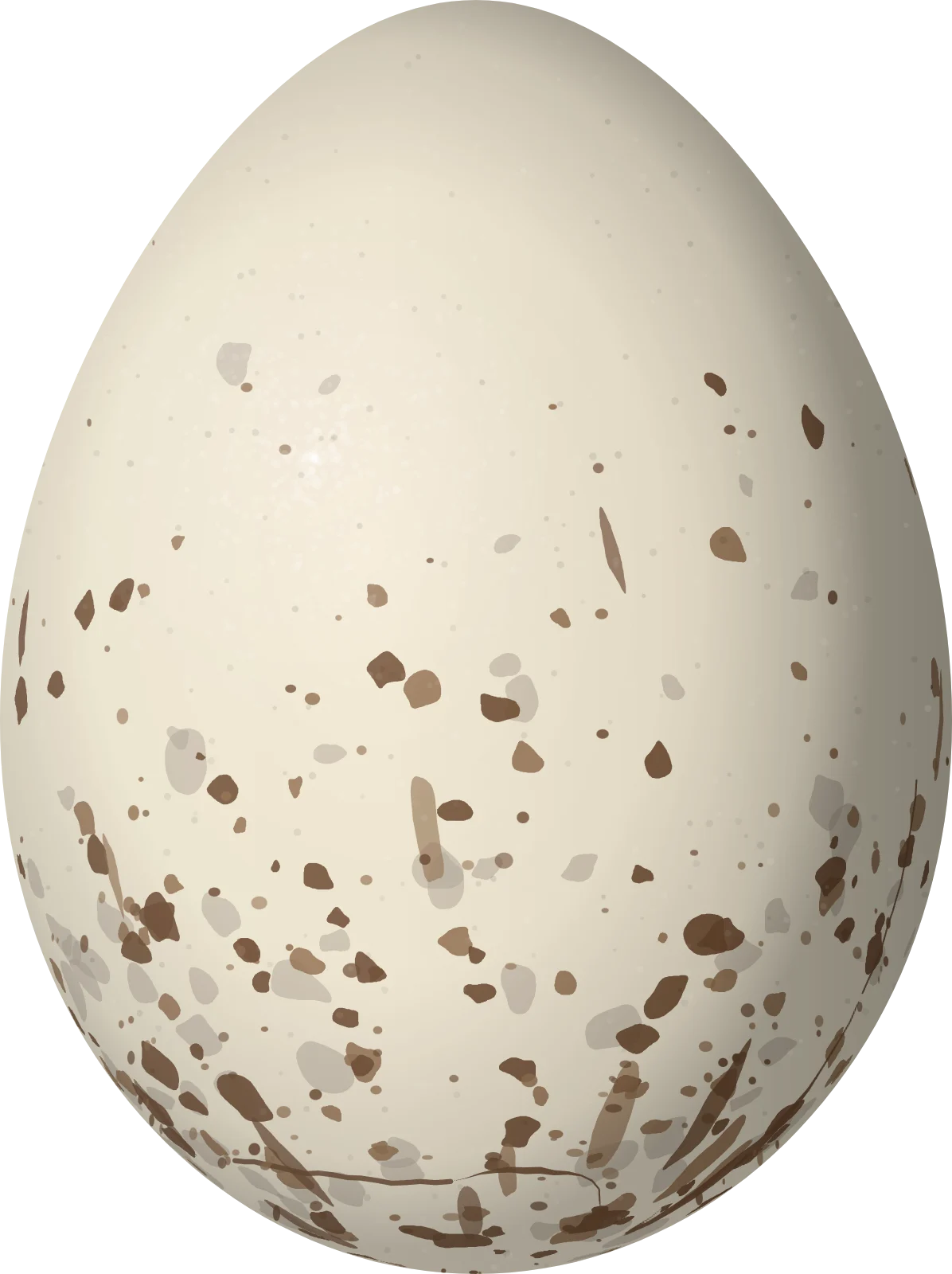 Illustration of a Yucatan Flycatcher (Myiarchus yucatanensis) egg, 22.6 × 16.9 mm