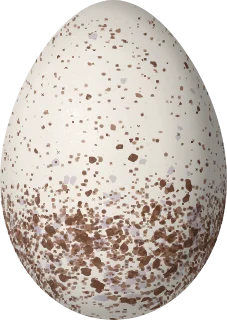 Illustration of a Yucatan Wren (Campylorhynchus yucatanicus) egg, 23.1 × 16.4 mm
